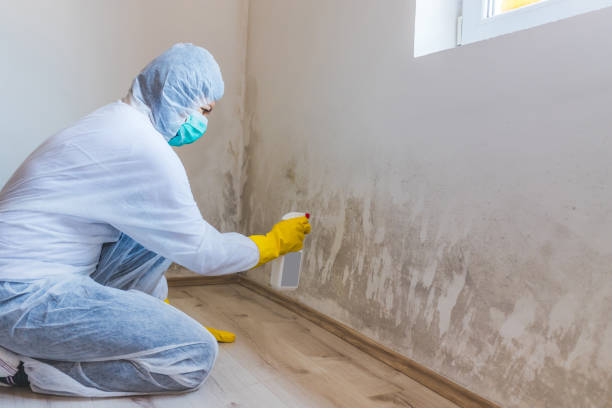 Licensed Attic Mold Remediation service in South Elgin, IL - 24 Hour Mold Removal