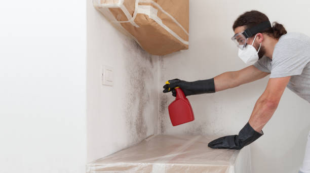 Professional Attic Mold Remediation technician working in South Elgin, IL