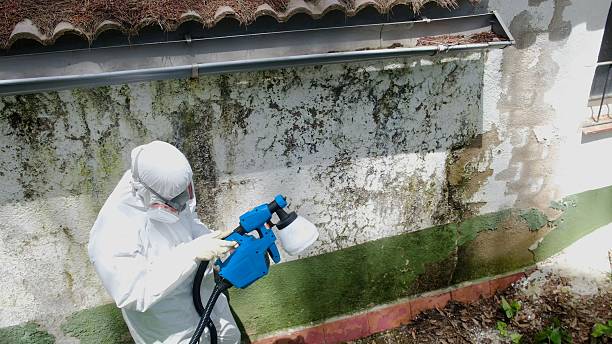 Top rated local Attic Mold Remediation specialists in South Elgin, IL